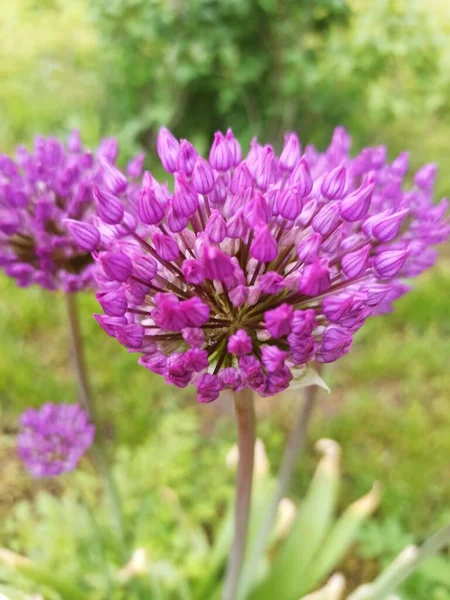 Blooming decorative onion Allium in the garden on a sunny day close-up