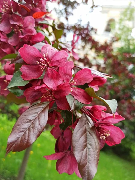 Branch Garden Tree Burgundy Flowers Leaves Early Spring Garden — Foto de Stock