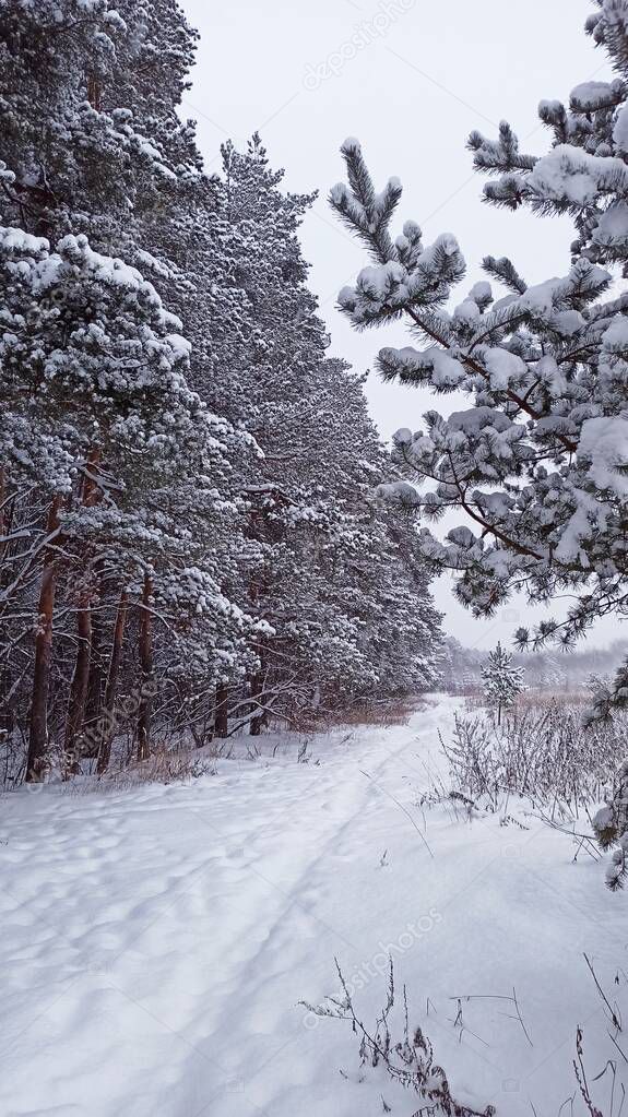 the road in the winter forest