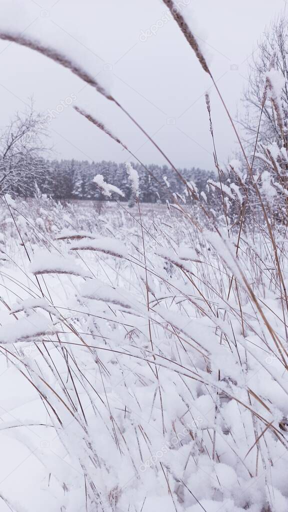 winter landscape in a snow-covered field