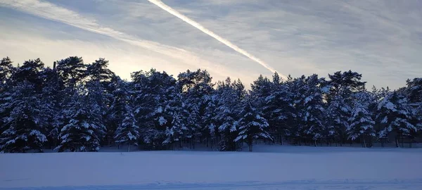 Winter forest in the snow on the lake