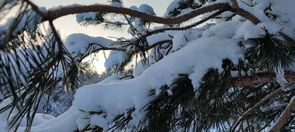 Snow on tree branches in the light of sunset