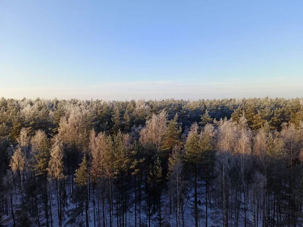 Treetops Frost Blue Sky Clear Frosty Day Winter Landscape Window — Stock fotografie
