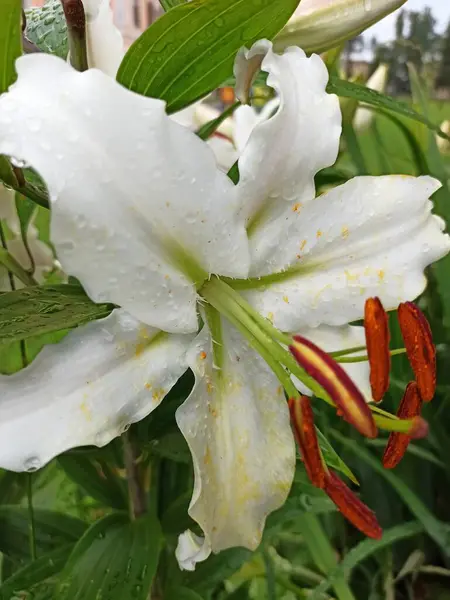 A large white lily flower in water drops after rain on a summer day