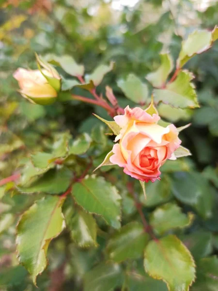 Orange rosebud on a blurry background of green foliage