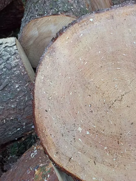 Çam ağacı gövdesi. Bir sürü odun..