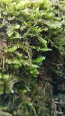 Islak yosunlarla kaplı ağaçlar büyüyor.