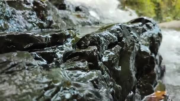 Agua Fluye Sobre Piedras Húmedas Bosque Entre Los Árboles Primer — Vídeos de Stock