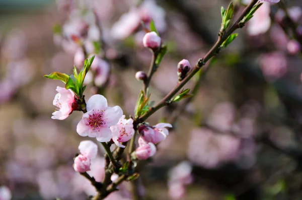 Peach Blossom — Stock Photo, Image