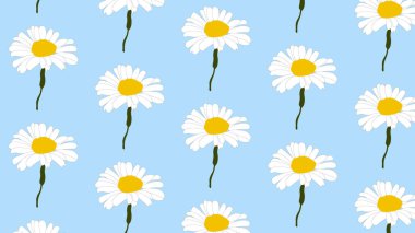 illustration chamomile, pattern chamomile for background