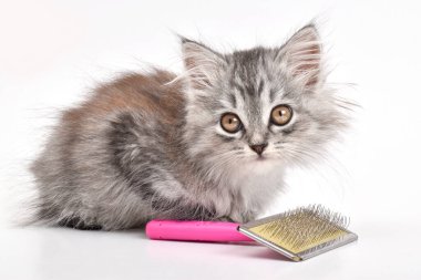 Beyaz bir arka planda tarağın yanında yatan sevimli bir kedi yavrusunun yakın çekimi. Hayvan bakımı. Kopyalayacak bir yer. Boşluğu kopyala