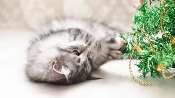 Um gatinho listrado macio cinza está deitado no chão e brincando com uma árvore de Natal artificial. — Vídeo de Stock