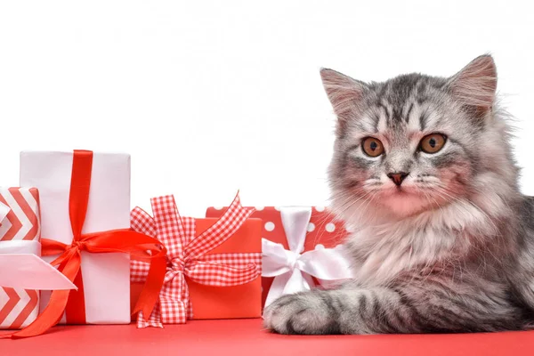 Gato Está Lado Várias Caixas Presente Vermelhas Brancas Isoladas Fundo — Fotografia de Stock