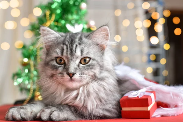 Kočka Vedle Různých Červenobílých Dárkových Krabic Pozadí Vánočního Stromečku Prostor — Stock fotografie