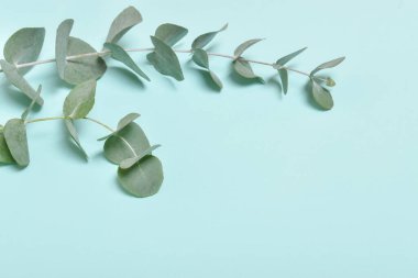 Mavi arka planda yeşil okaliptüs dalları. Düz konum, üst görünüm.