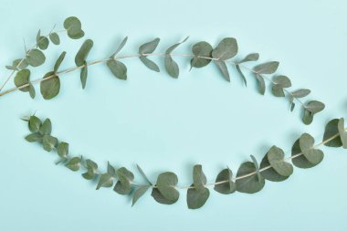 Okaliptüs mavi arka planda yapraklar bırakır. Flatlay, Flatlay, Flatlay, Top View, Top View Minimalizm. Eko-Kozmetik için arkaplan.