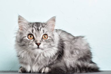 Gri çizgili kedi. Dünya Hayvan Günü. Boşluğu kopyala
