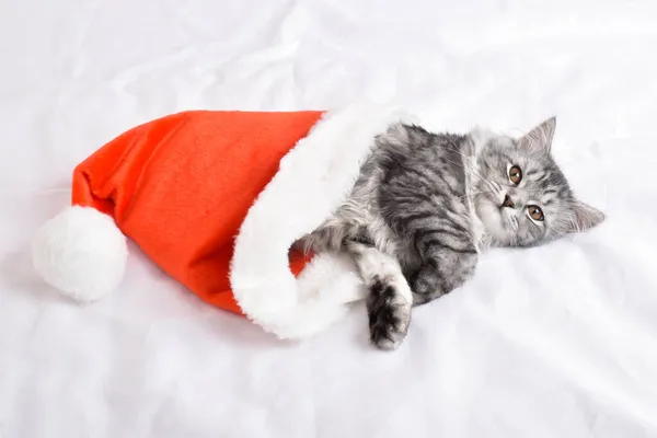 Chapéu Festivo Gato Cinza Listrado Cartão Natal Feliz Ano Novo — Fotografia de Stock