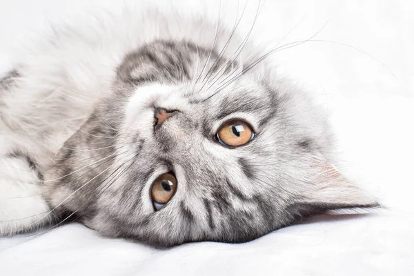 Портрет лежачего кота крупным планом. Открытка с котом. — стоковое фото