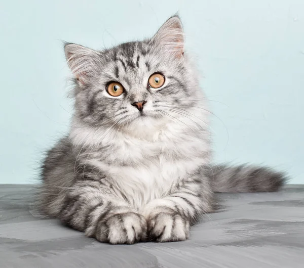 Exposición Gatos Pedigrí Lindo Gato Esponjoso Rayado Gato Gris Día — Foto de Stock