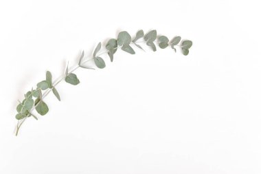 Beyaz arka planda yeşil bir okaliptüs dalı. Düz konum, üst görünüm.