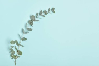 Mavi arka planda bir yeşil okaliptüs dalları. Düz konum, üst görünüm.