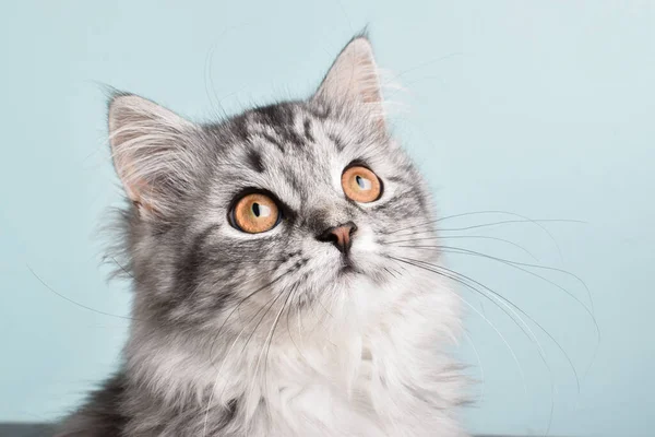 Gran Retrato Gato Taquigrafía Británico Espacio Copia Exposición Gatos Pedigreed — Foto de Stock
