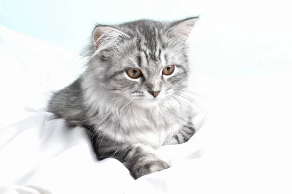 Británico Taquigrafía Gato Acostado Blanco Manta Copia Espacio Gato Gris — Foto de Stock