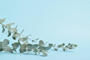 A banner of eucalyptus on a light blue background with a place to fuck the text. Minimalism. Background for Eco-cosmetics.