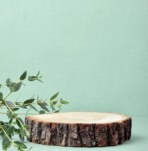 Une scène minimaliste d'un arbre abattu couché avec une branche d'eucalyptus frais sur un fond bleu naturel. Photos De Stock Libres De Droits