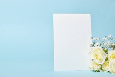 Tebrik kartı dikey. Mavi arka planda beyaz çalı gülleri olan bir kağıt. Düğün davetiyesi, doğum günü, yıldönümü. Sevgililer Günü. Boşluğu kopyala