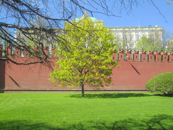 Árbol verde en el fondo de una pared de ladrillo rojo —  Fotos de Stock