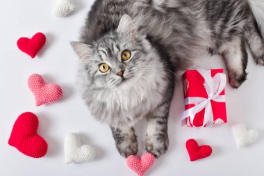 Şirin gri bir kedi örülmüş kalplerin yanında yatıyor. Evcil hayvan sevgisi. Sevgililer Günü. Düz yatıyordu. Üst görünüm