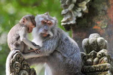 Long-tailed macaque (Macaca fascicularis) in Sacred Monkey Forest, Ubud, Indonesia clipart