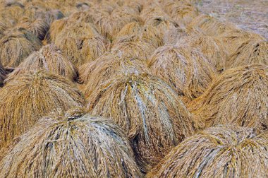 pirinç, bali Endonezya.