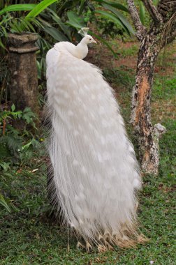 White peacock in the garden clipart