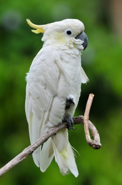 Kükürt tepeli kakadu (cacatua galerita), bali Endonezya.