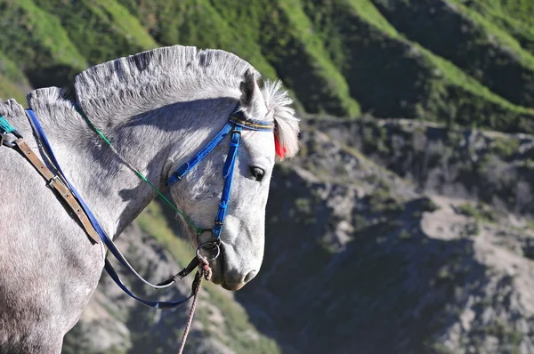 Koně pro turisty v provozovně hora bromo tengger massif, ve Východní Jáva. — Stock fotografie