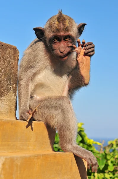 Monkey (Macaca fascicularis) near Pura Ulawatu temple. Ubud, Bali Indonesia. — Stock Photo, Image