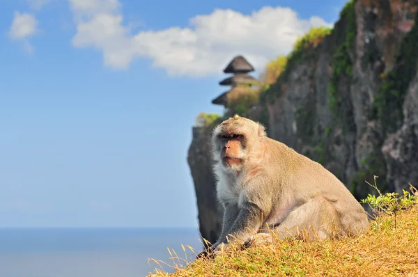 Monkey (Macaca fascicularis) near Pura Ulawatu temple. Ubud, Bali Indonesia. — Stock Photo, Image