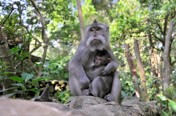 Makak dlouhoocasý (Macaca fascicularis) v posvátném opičím lese, Ubud, Indonésie — Stock fotografie