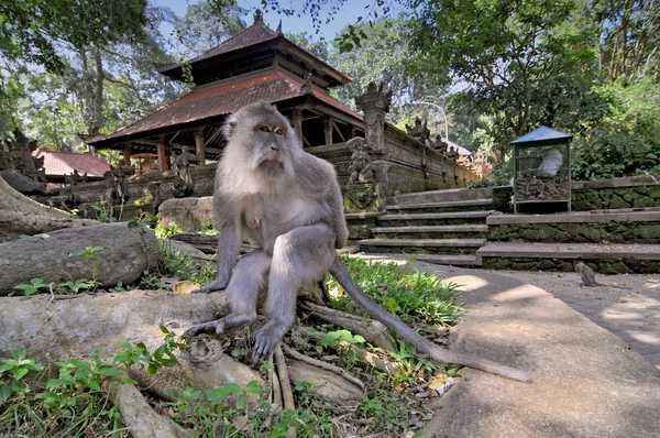 Makak dlouhoocasý (Macaca fascicularis) v posvátném opičím lese, Ubud, Indonésie — Stock fotografie