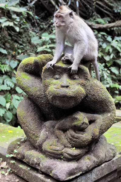Makak dlouhoocasý (Macaca fascicularis) v posvátném opičím lese, Ubud, Indonésie — Stock fotografie