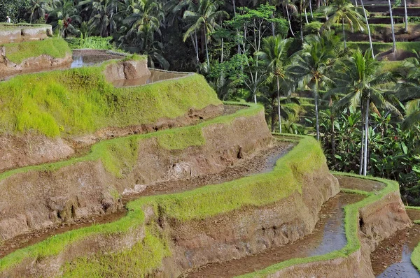 Os terraços de arroz mais dramáticos e espetaculares em Bali, perto da aldeia de Tegallalang . — Fotografia de Stock