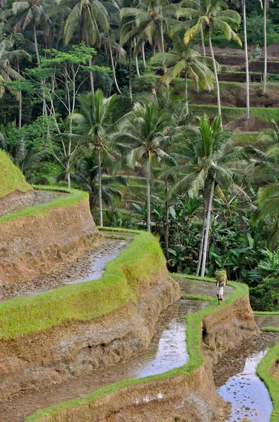 Os terraços de arroz mais dramáticos e espetaculares em Bali, perto da aldeia de Tegallalang . — Fotografia de Stock