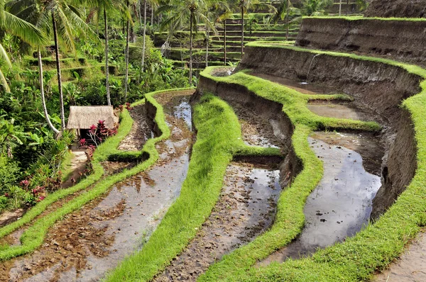 Os terraços de arroz mais dramáticos e espetaculares em Bali, perto da aldeia de Tegallalang . — Fotografia de Stock