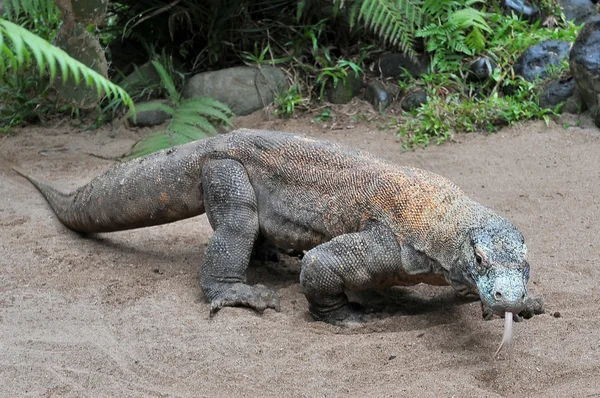 Komododrache, die größte Eidechse der Welt, Indonesien — Stockfoto