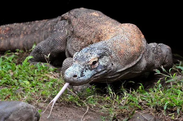 Komodo dragon, jaszczurka największy na świecie, Indonezja — Zdjęcie stockowe