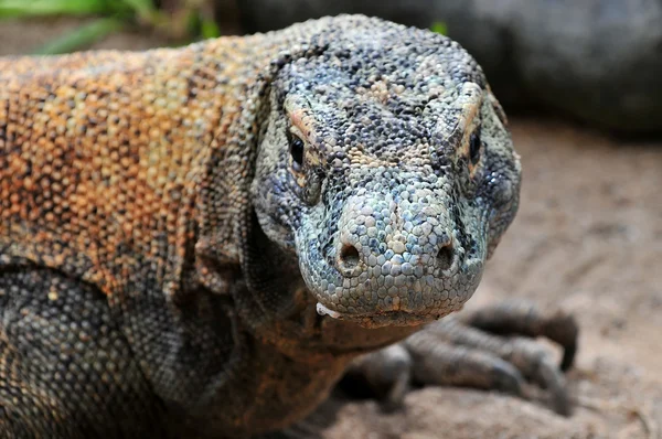 Komodói sárkány, a legnagyobb gyík, a világ, Indonézia — Stock Fotó