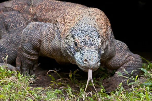 在世界上，印尼最大的蜥蜴科莫多龙 — 图库照片
